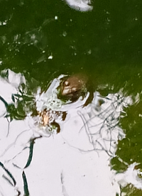 First frog in the pond