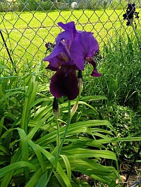 Iris