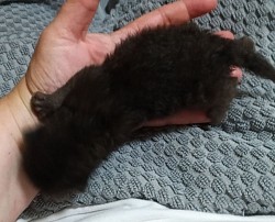 Pugsley day 8
