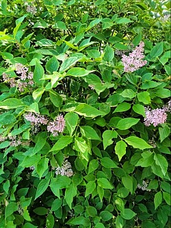 June lilacs