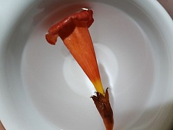 Random flower